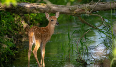 These Fawns Playing in a Big Water Puddle Are Guaranteed To Make You Smile