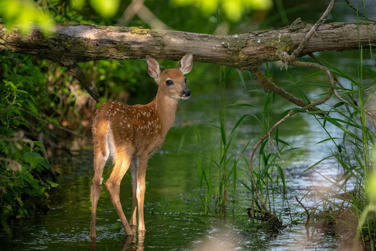 These Fawns Playing in a Big Water Puddle Are Guaranteed To Make You Smile