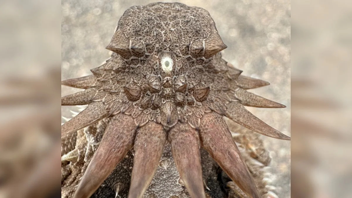 The Strange Origin of The Human Eye May Trace Back to a 600-Million-Year-Old 'Cyclops'