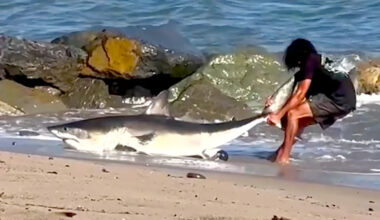 Fisherman Shoves Hands in 8-Foot Shark’s Mouth, Then Drags It Back to Sea in Los Angeles (Video)