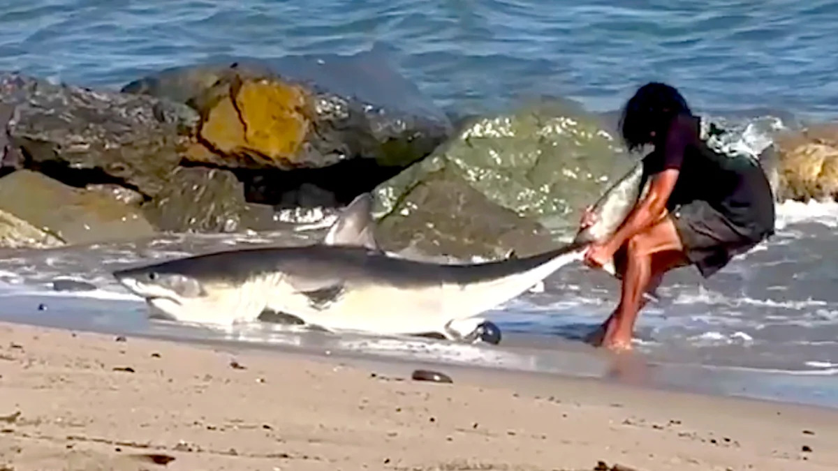 Fisherman Shoves Hands in 8-Foot Shark’s Mouth, Then Drags It Back to Sea in Los Angeles (Video)