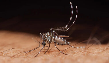 West Nile hits 12 New Jersey counties, and officials warn mosquitoes are 'the deadliest animal'