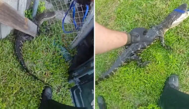For Northeast transplant, Florida deputy's first gator call becomes a 'rite of passage'
