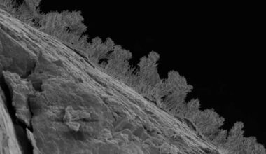 Beneath Michigan, ancient rock and water teem with fungi, 'water bears,' and tiny worms