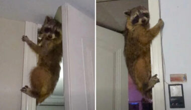 Illinois family rushes to stop 'intruder,' finds raccoon opening garage door