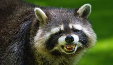 A raccoon charged from the shrubs at a New Jersey home, bit a man, and tested positive for rabies