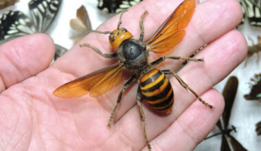 The East Asian 'murder hornet' has a credit-card wingspan, a 6mm stinger, and bee-killing jaws