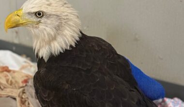 Bald eagle Liberty recovers after wing surgery