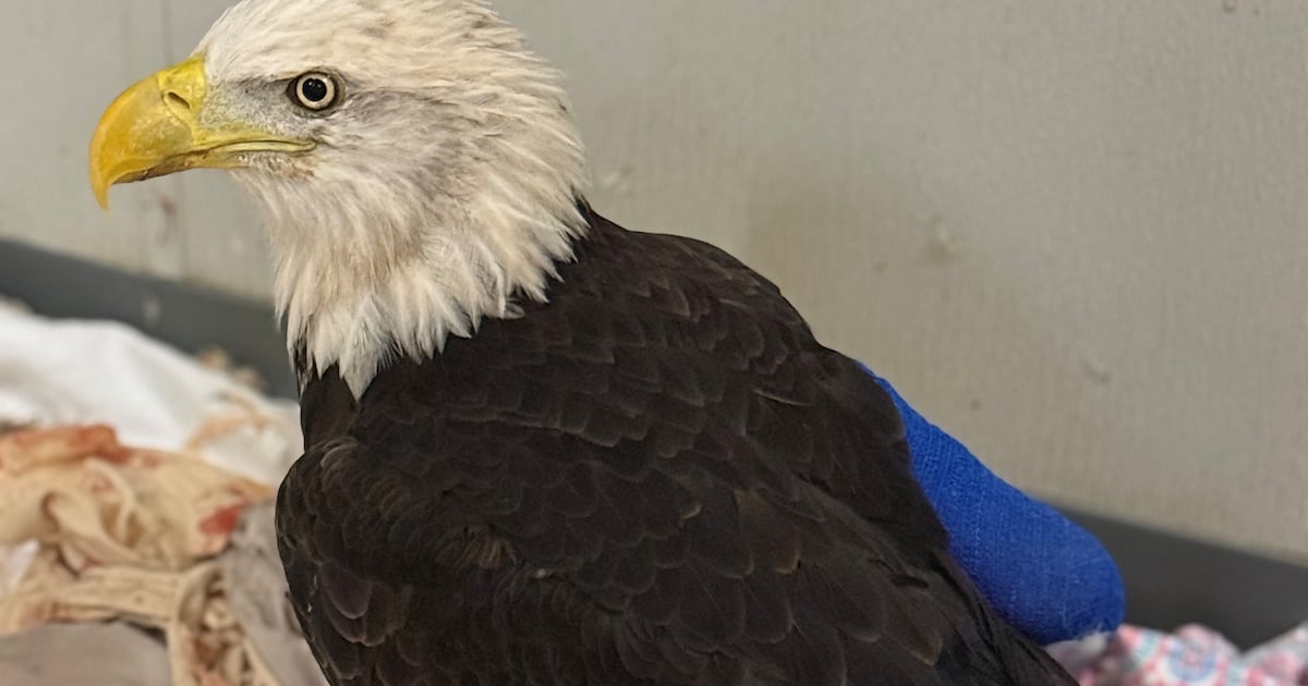 Bald eagle Liberty recovers after wing surgery
