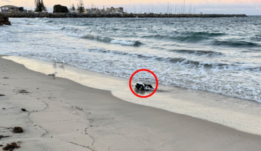 Beach discovery takes sinister turn as major catastrophe looms on Australia's doorstep