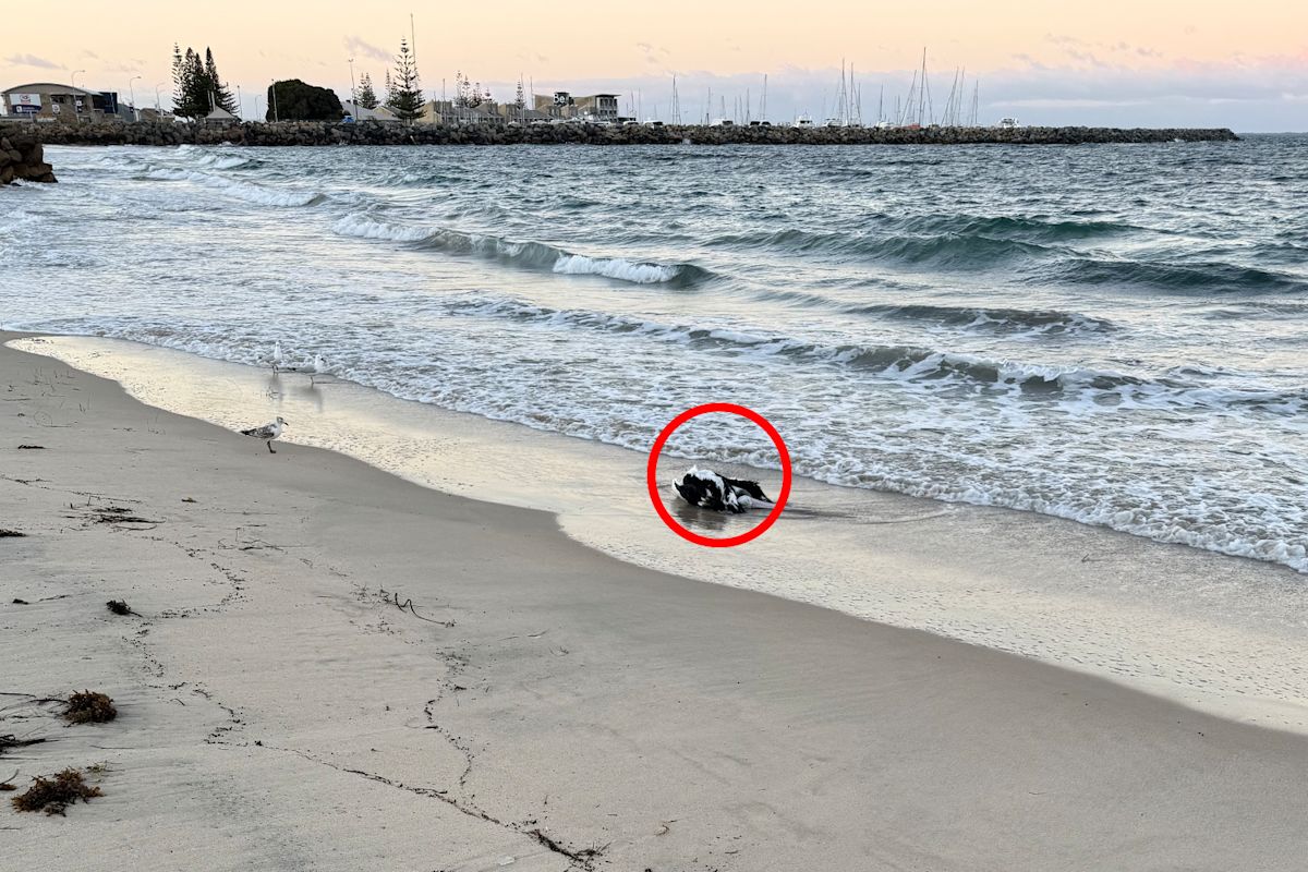 Beach discovery takes sinister turn as major catastrophe looms on Australia's doorstep