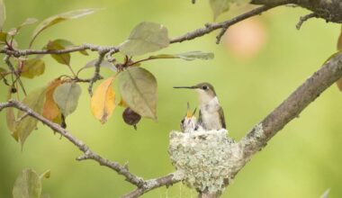 Meet the 0.62-Gram Hummingbird Rescued by a Colorado Wildlife Center