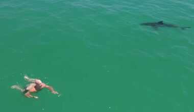 Great white sharks circle swimmer off California coast in new video