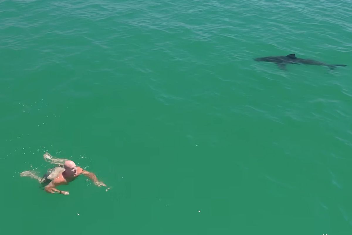 Great white sharks circle swimmer off California coast in new video