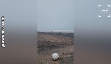 ‘Best Day of My Entire Life’: Incredible Polar Bear Encounter in Remote Canada