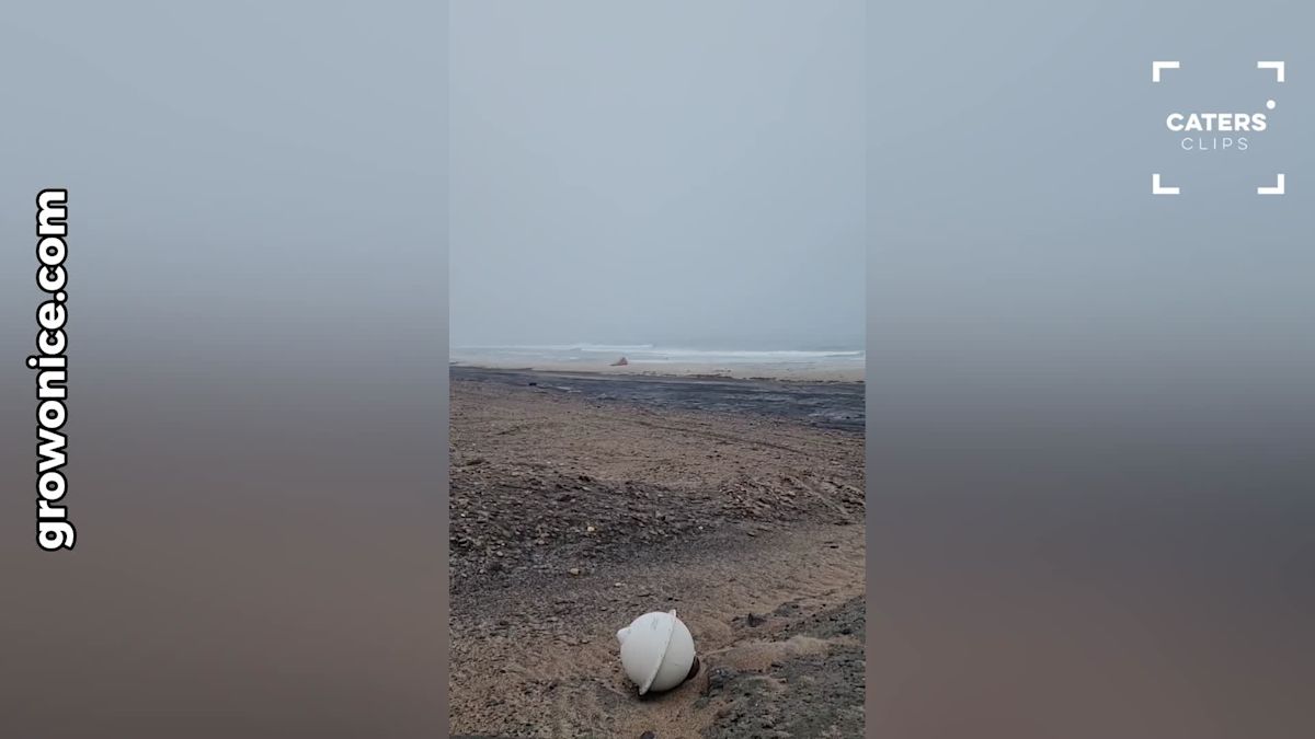 ‘Best Day of My Entire Life’: Incredible Polar Bear Encounter in Remote Canada