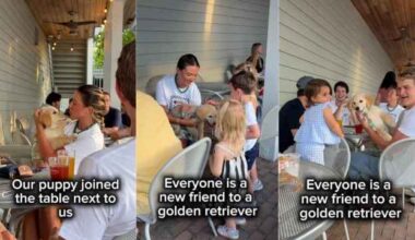 Golden Retriever Puppy Keeps Strangers Busy at Restaurant Greeting Everyone He Sees