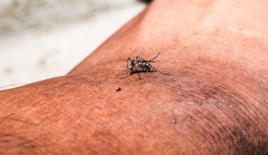 Health alerts issued as cases of painful illness typically found in tropical countries spreads across Florida