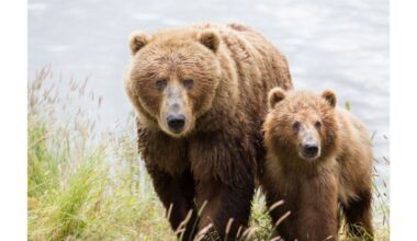 Alaskan community rocked after state kills mama brown bear, 3 cubs