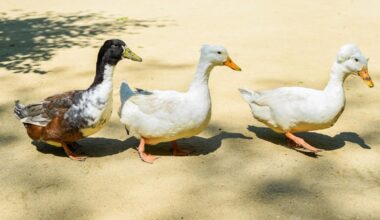 Duck Gets Abandoned by His Three Besties and Mom Steps in To Save the Day