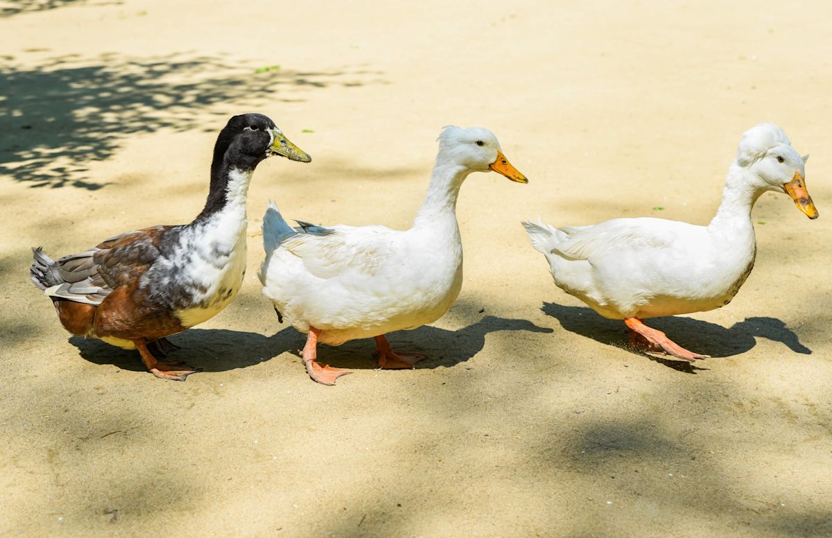 Duck Gets Abandoned by His Three Besties and Mom Steps in To Save the Day