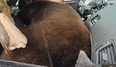 250-Lb. Bear Breaks Into Car in Colorado, Dies After Getting Stuck Inside