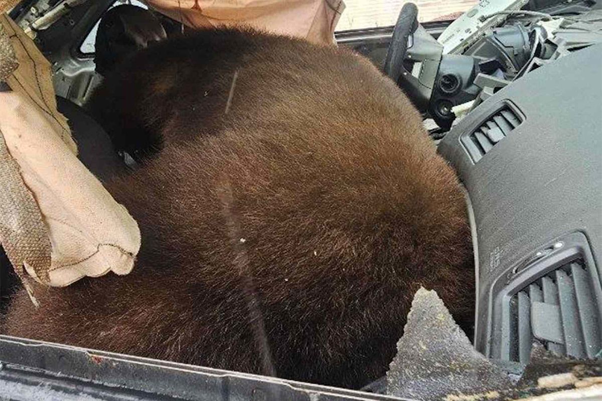 250-Lb. Bear Breaks Into Car in Colorado, Dies After Getting Stuck Inside