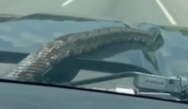 5-Foot Snake Hitches a Ride Inside a Family’s Car and Emerges on Windshield During a Drive