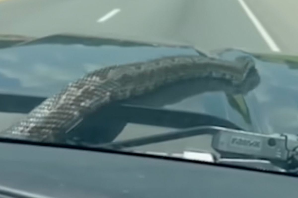 5-Foot Snake Hitches a Ride Inside a Family’s Car and Emerges on Windshield During a Drive