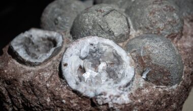 A Strange Fossilized Egg Has Surfaced from the Frozen Depths of Antarctica