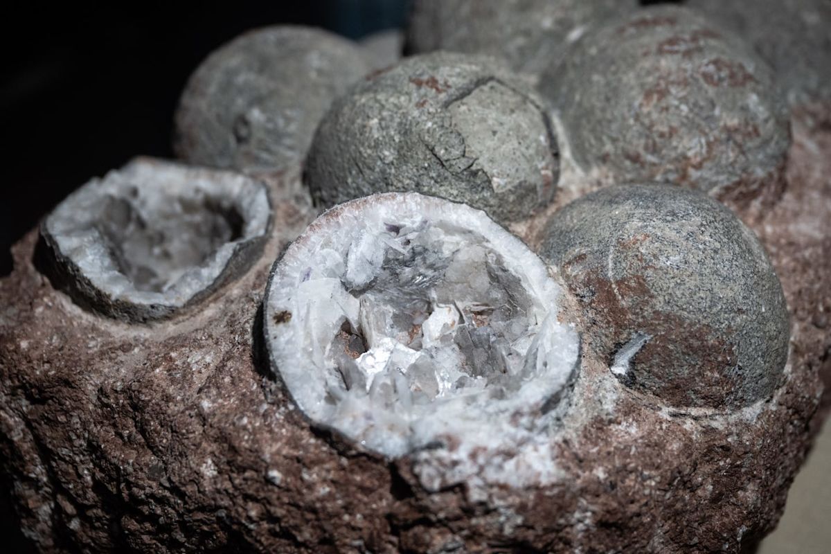 A Strange Fossilized Egg Has Surfaced from the Frozen Depths of Antarctica