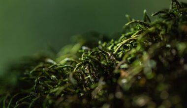 Scientists Think One of Earth’s Simplest Organisms May Work like a Giant Brain