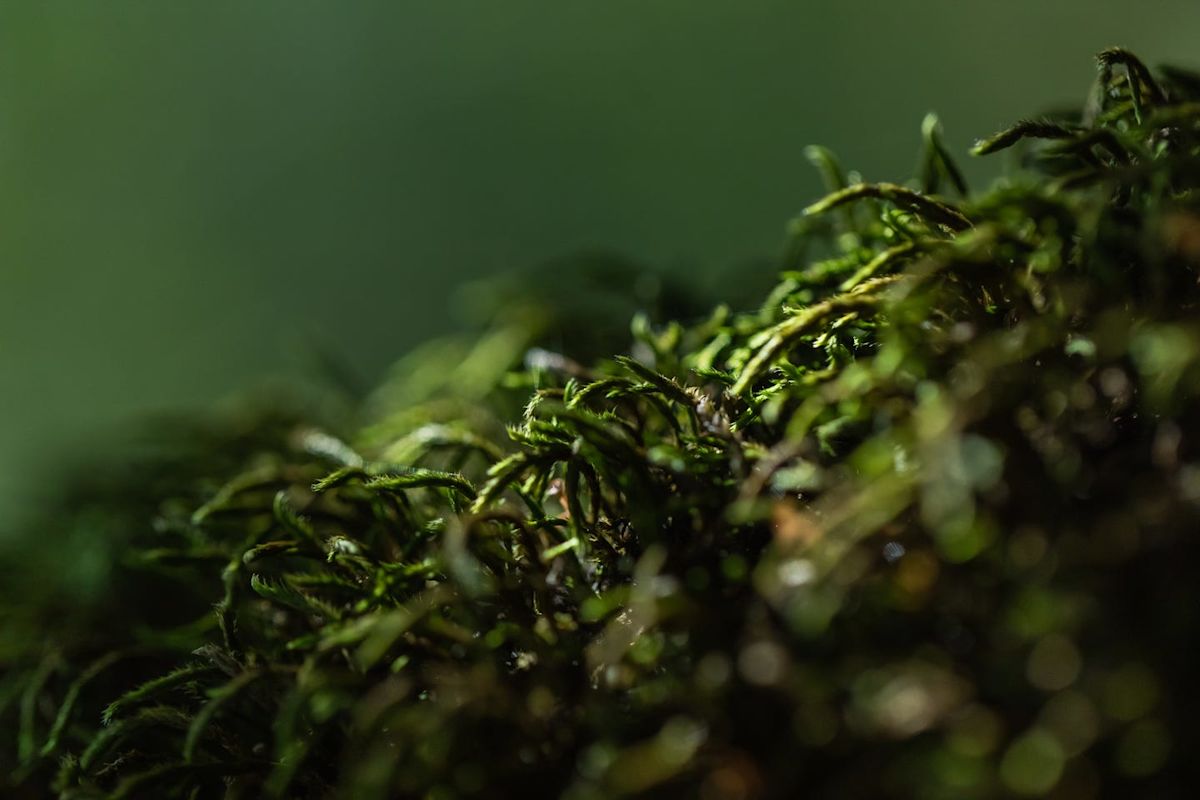 Scientists Think One of Earth’s Simplest Organisms May Work like a Giant Brain