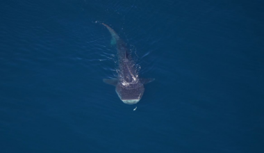 Over 2,000 animals spotted off the coast of Cape Cod