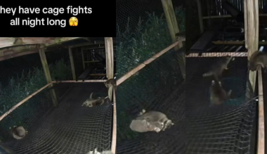 Baby raccoon wrestling shenanigans caught on wildlife center camera