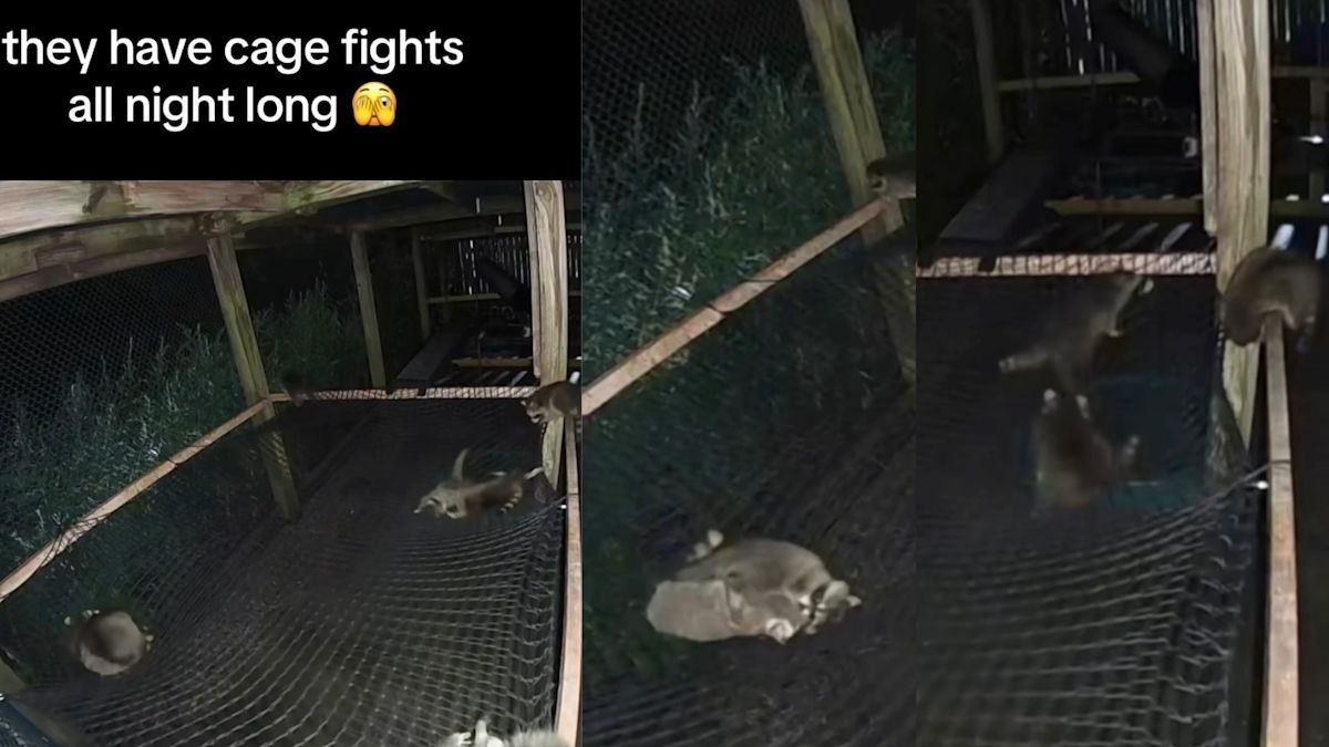 Baby raccoon wrestling shenanigans caught on wildlife center camera