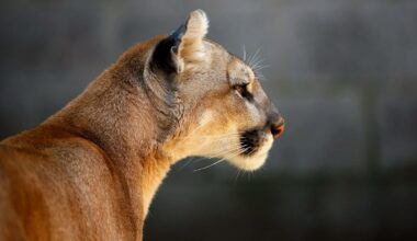 Los Angeles doorbell camera captures massive mountain lion crossing a driveway at night