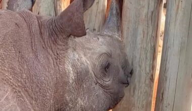 'He was feeling friendly': Video captures older blind rhino's rare soft spot for young newcomer