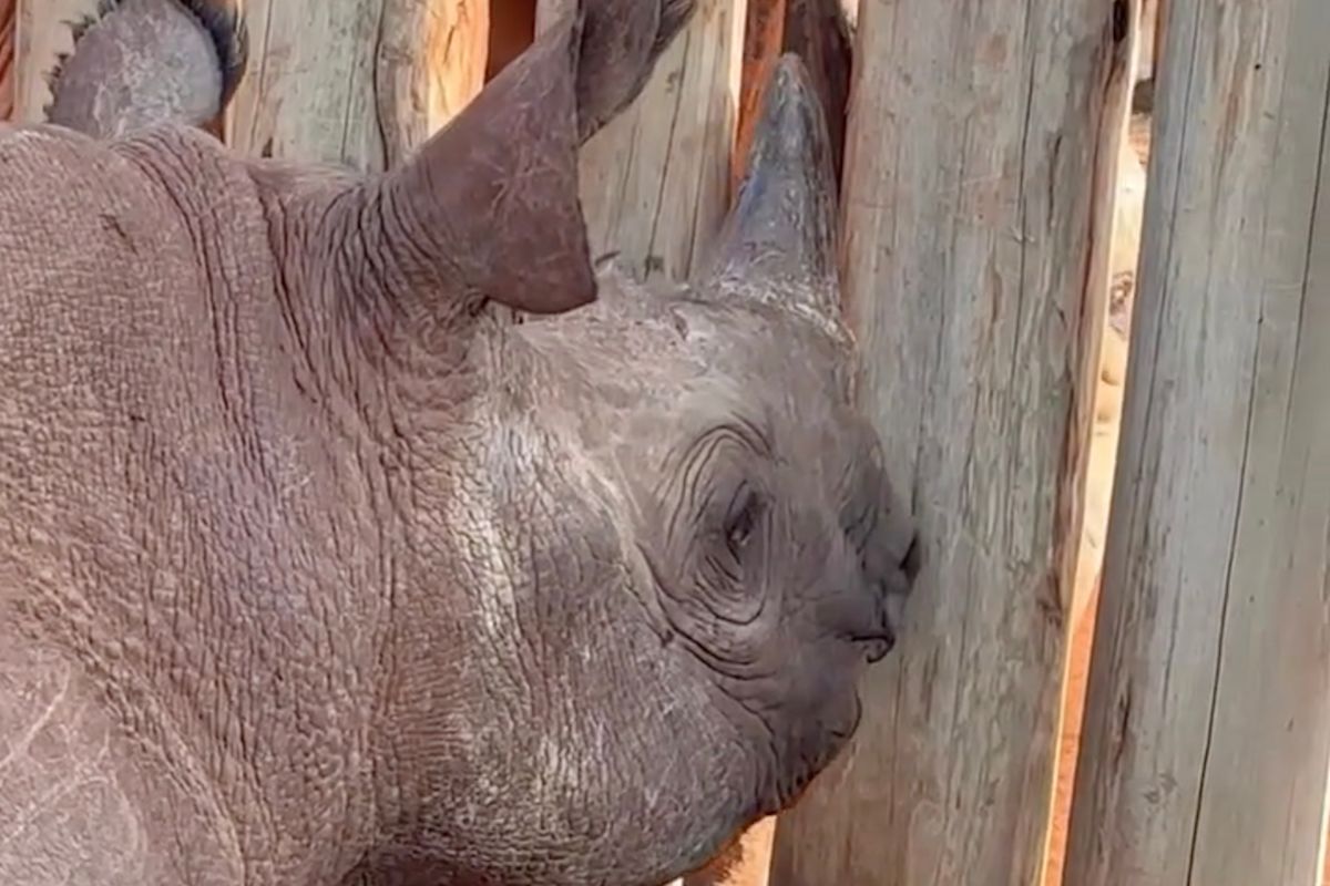 'He was feeling friendly': Video captures older blind rhino's rare soft spot for young newcomer