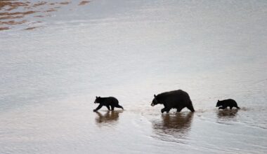 New Mexico resident says mother bear she watched with cubs for months was shot in a neighbor's yard