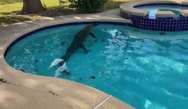 Texas team relocates scarred 10-foot alligator with bullet wound found lounging in a backyard pool