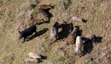 Texas neighborhoods face rising feral hog damage as the animals learn to dodge traps