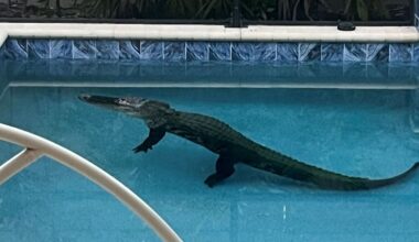 Florida homeowner finds 9-foot-4 alligator in backyard pool