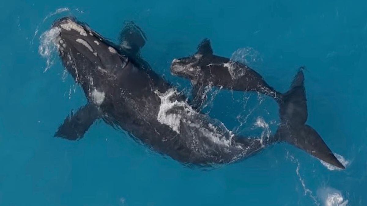 Drone video captures filmmaker's biggest great white yet as it appears to size up a whale calf