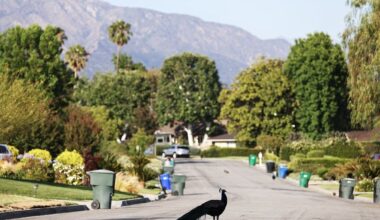 California mailman accused of beating beloved peacock with a rock after it followed him