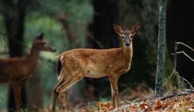 Chronic wasting disease found in farmed deer in 3 different counties