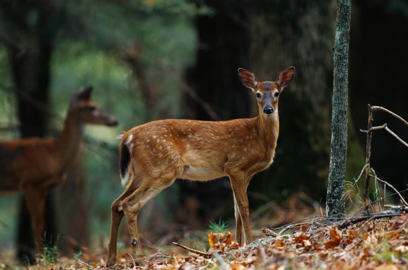 Chronic wasting disease found in farmed deer in 3 different counties
