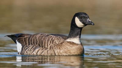In 1975, fewer than 800 Aleutian cackling geese remained; fox removal and habitat protection helped the population rebound to around 200,000, and regulated hunting later returned
