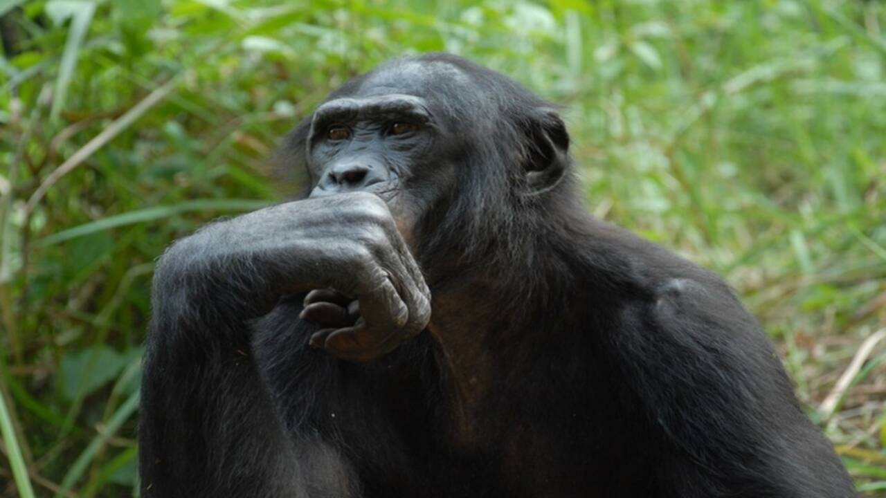 A bonobo (Pan paniscus) sitting in a forested habitat. Credits - Wikimedia Commons image (79)