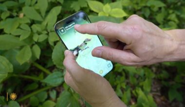 The iNaturalist app – Mixing science with fun